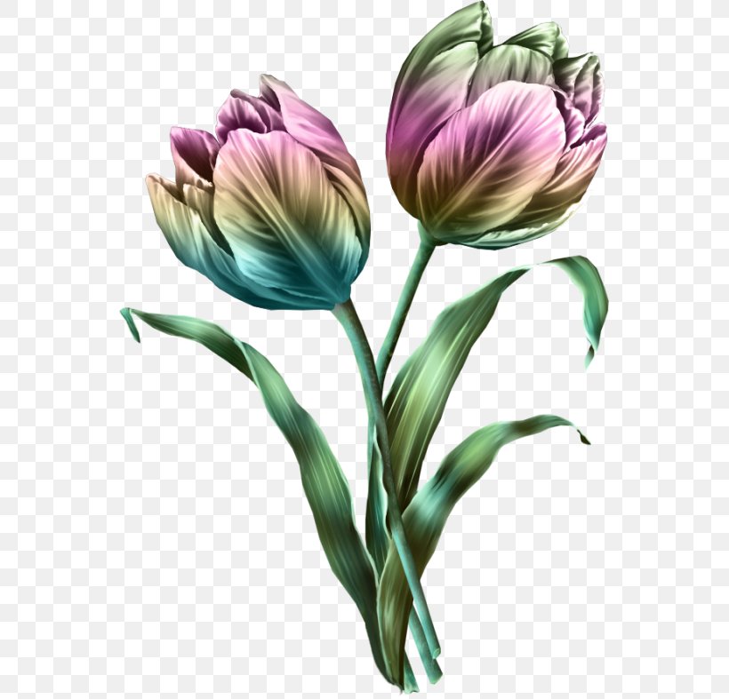Tulip Flower Bouquet Clip Art, PNG, 551x787px, Tulip, Catkin, Designer, Flower, Flower Bouquet Download Free