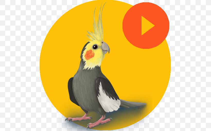 Cockatiel LaluKhet Google Play Android Sound, PNG, 512x512px, Watercolor, Cartoon, Flower, Frame, Heart Download Free