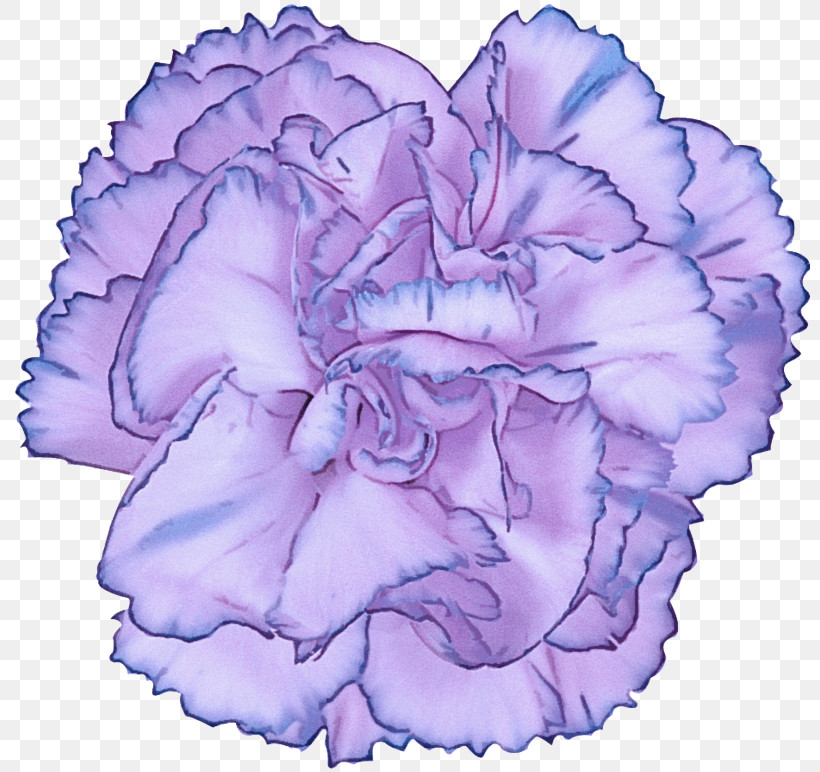 Lavender, PNG, 800x772px, Violet, Carnation, Cut Flowers, Flower, Lavender Download Free