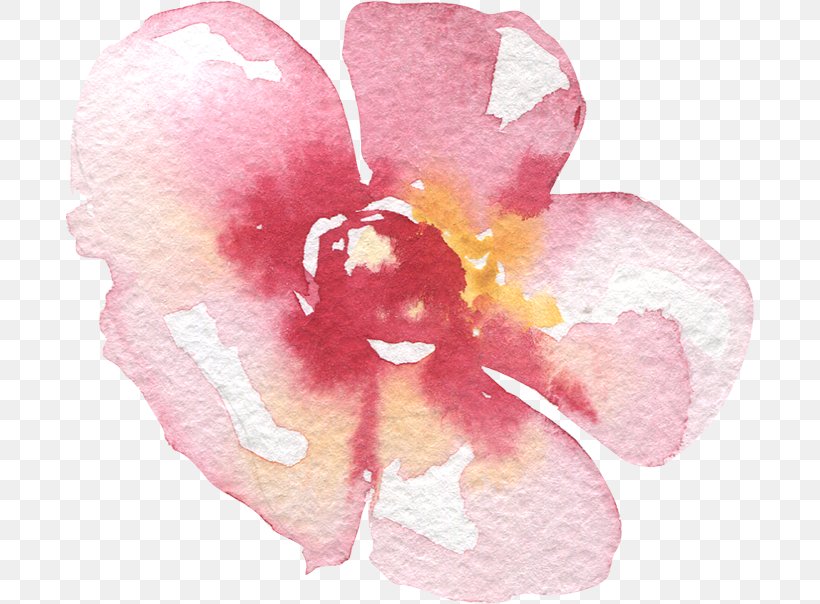 Moth Orchids Cut Flowers Rose Family Pink M, PNG, 688x604px, Moth Orchids, Cut Flowers, Family, Flower, Flowering Plant Download Free