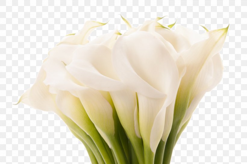 Beautiful In God's Eyes Arum-lily Flower Lilium Desktop Wallpaper, PNG, 3000x2000px, Arumlily, Bud, Calla Lily, Cut Flowers, Deity Download Free