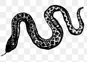 Beer - Boa Constrictor Brassneck Brewery Beer Russian Imperial Stout PNG