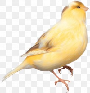 Fondo De La Pancarta - Domestic Canary Bird Parrot Finch PNG