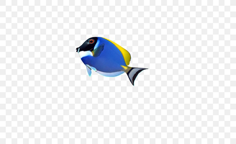 Fish Computer File, PNG, 500x500px, Fish, Aquatic Animal, Beak, Bird, Chemical Element Download Free