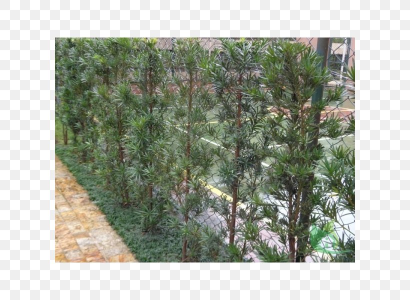 Plant Shrub Garden Plum Pine Sago Palm, PNG, 600x600px, Plant, Annual Plant, Cycas Circinalis, Ecosystem, Evergreen Download Free