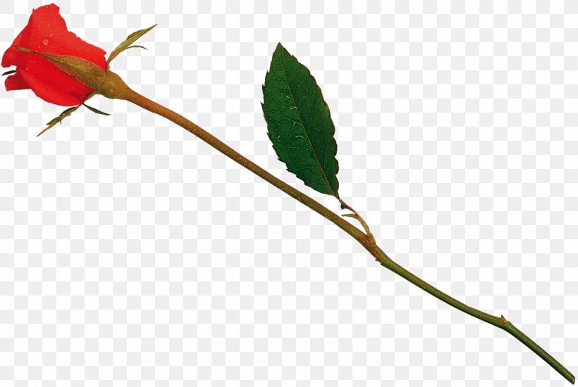 Twig Bud Plant Stem Leaf, PNG, 1280x859px, Twig, Branch, Branching, Bud, Family Download Free