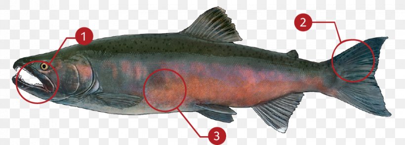 Coho Salmon Chinook Salmon Sockeye Salmon Salmonids, PNG, 915x329px, Coho Salmon, Android, Animal, Animal Figure, Bony Fish Download Free