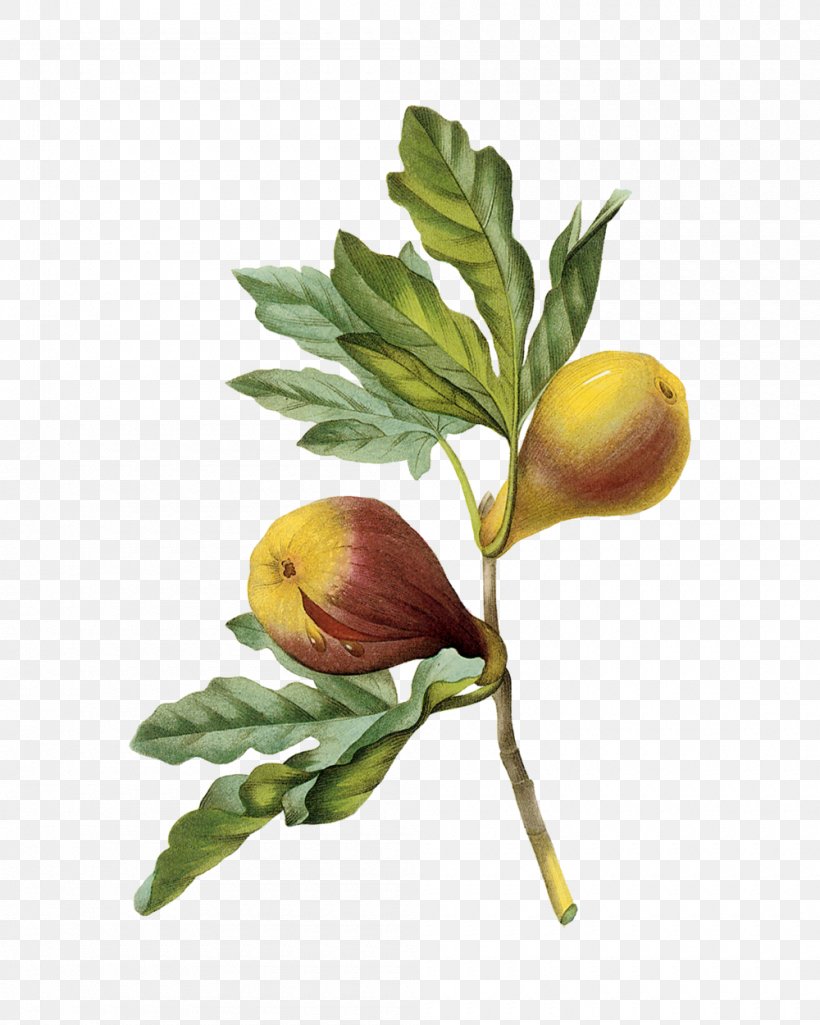 Figs: A Global History Fig Culture. Edible Figs: Their Culture And Curing Mission Fig Fruit Choix Des Plus Belles Fleurs, PNG, 1000x1250px, Mission Fig, Branch, Choix Des Plus Belles Fleurs, Common Fig, Cultivar Download Free