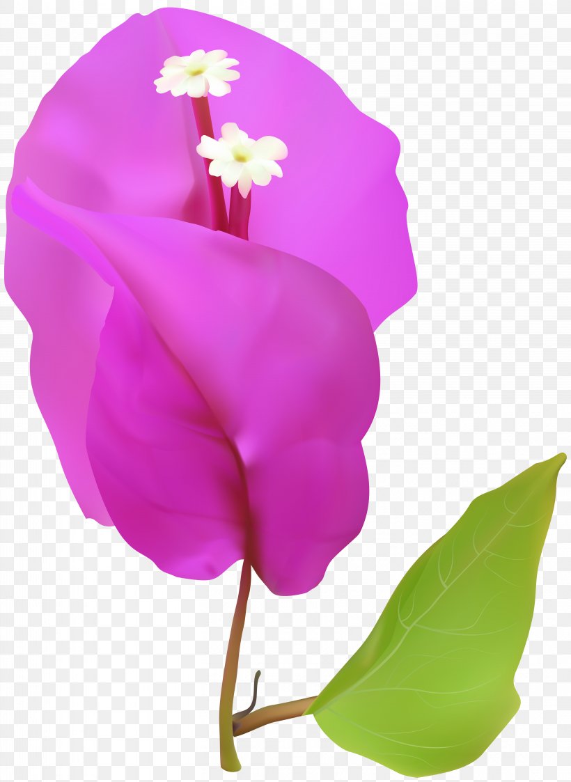 Flower Petal Clip Art, PNG, 5837x8000px, Flower, Arum, Cut Flowers, Flora, Flowering Plant Download Free