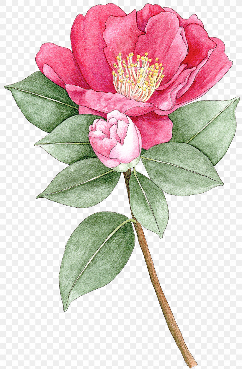 Flower Plant Pink Petal Chinese Peony, PNG, 2000x3047px, Flower, Camellia, Camellia Sasanqua, Chinese Peony, Common Peony Download Free