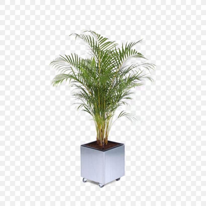 Flowerpot Palm Trees Chamaedorea Elegans Houseplant Viper's Bowstring Hemp, PNG, 1024x1024px, Flowerpot, Arecales, Chamaedorea, Chamaedorea Elegans, Cycad Download Free