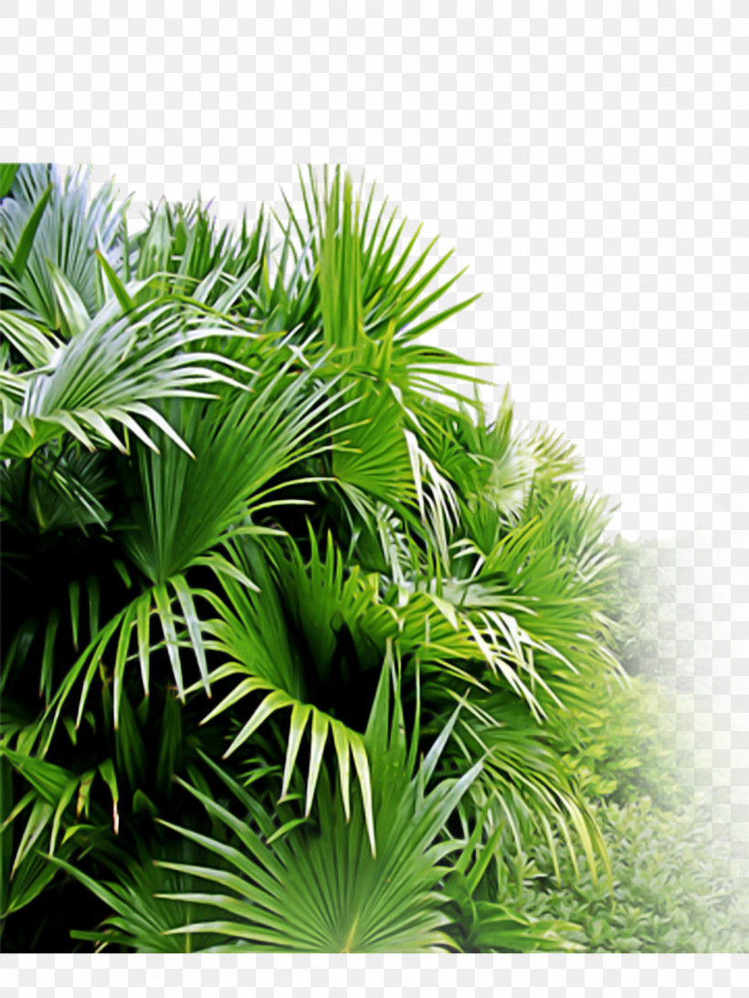 Palm Tree, PNG, 1983x2643px, Vegetation, Arecales, Grass, Green, Leaf Download Free