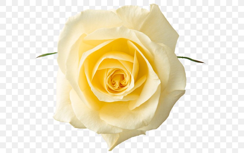 Yellow Rose Clipart Picture, PNG, 583x516px, Rose, Close Up, Color, Cut Flowers, Floribunda Download Free