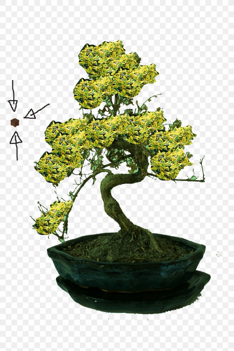 Chinese Sweet Plum Iron Age Explorer 1 Tree, PNG, 1024x1536px, Chinese Sweet Plum, Bonsai, Explorer 1, Flowerpot, Houseplant Download Free