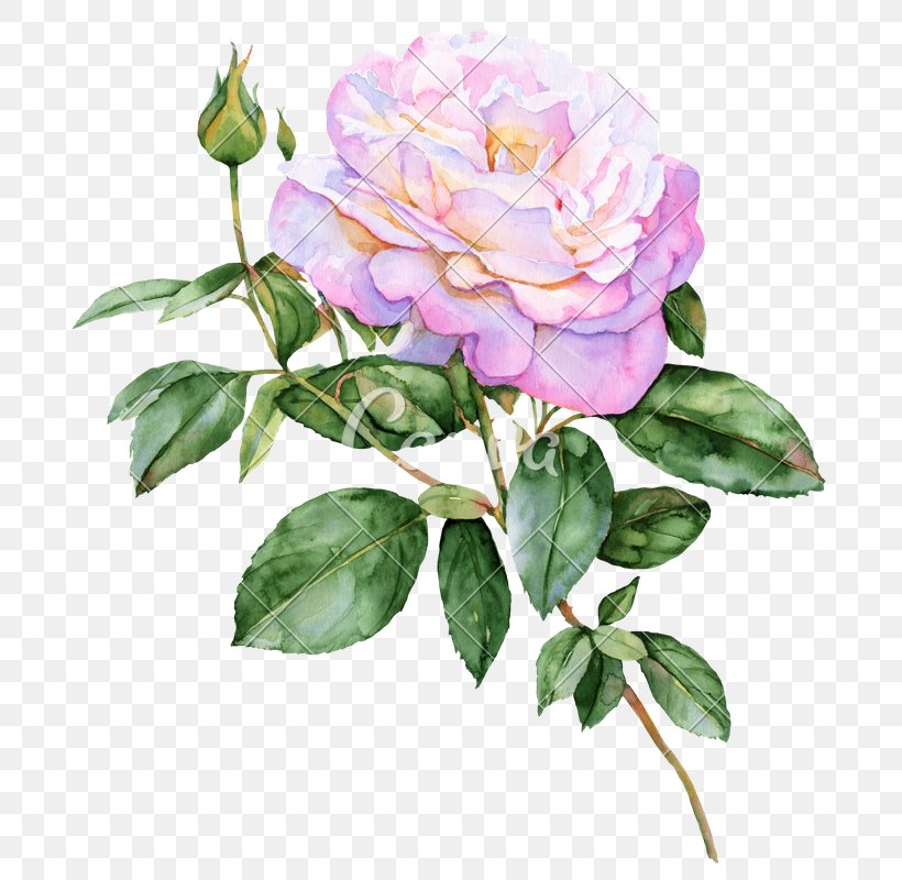 Flower Rose Watercolor Painting Drawing, PNG, 700x800px, Flower, Annual Plant, Botanical Illustration, Branch, Color Download Free