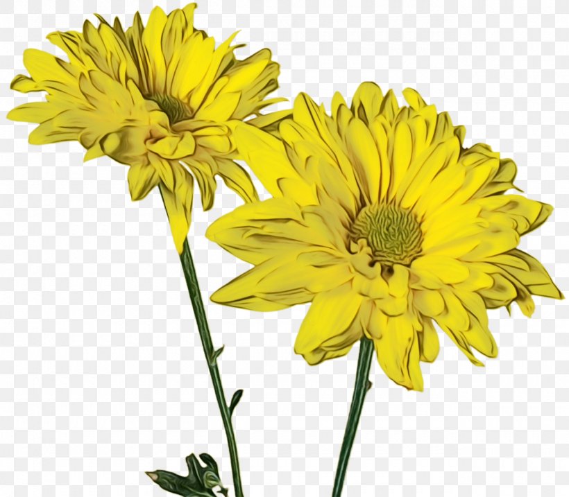 Flowers Background, PNG, 1280x1120px, Chrysanthemum, Annual Plant, Asterales, Cut Flowers, Daisy Family Download Free