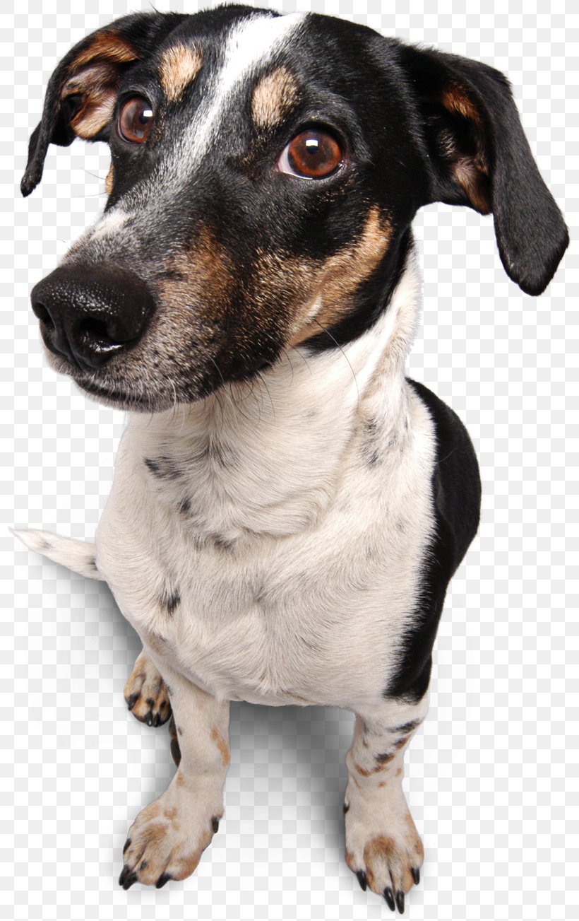 Seznam.cz Miniature Fox Terrier Email Rat Terrier Password, PNG, 800x1303px, Seznamcz, Carnivoran, Dog, Dog Breed, Dog Like Mammal Download Free