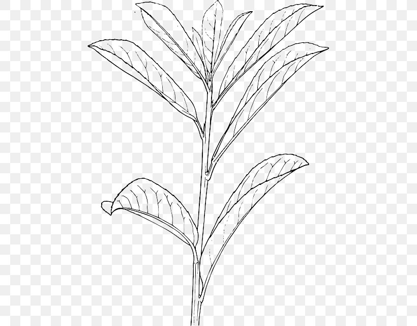 Shrub Drawing Plant Tree, PNG, 475x640px, Shrub, Artwork, Bay Laurel, Black And White, Branch Download Free
