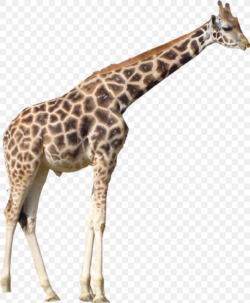 Animal Cartoon, PNG, 1540x1863px, Northern Giraffe, Adaptation, Animal, Animal Figure, Fawn Download Free