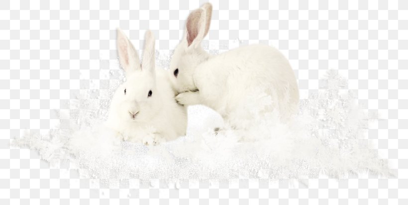 Domestic Rabbit Easter Bunny Hare Tail Snout, PNG, 800x413px, Domestic Rabbit, Easter, Easter Bunny, Hare, Mammal Download Free