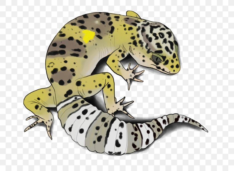 Gecko Frog Terrestrial Animal, PNG, 800x600px, Gecko, Amphibian, Animal, Fauna, Frog Download Free
