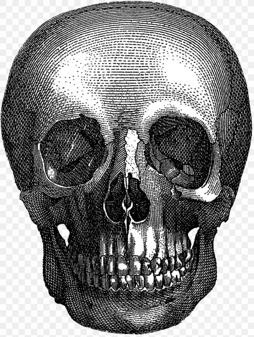 Gothic Art Aesthetics Wanelo Skull, PNG, 1359x1800px, Art, Aesthetics, Anatomy, Black And White, Black Cat Download Free