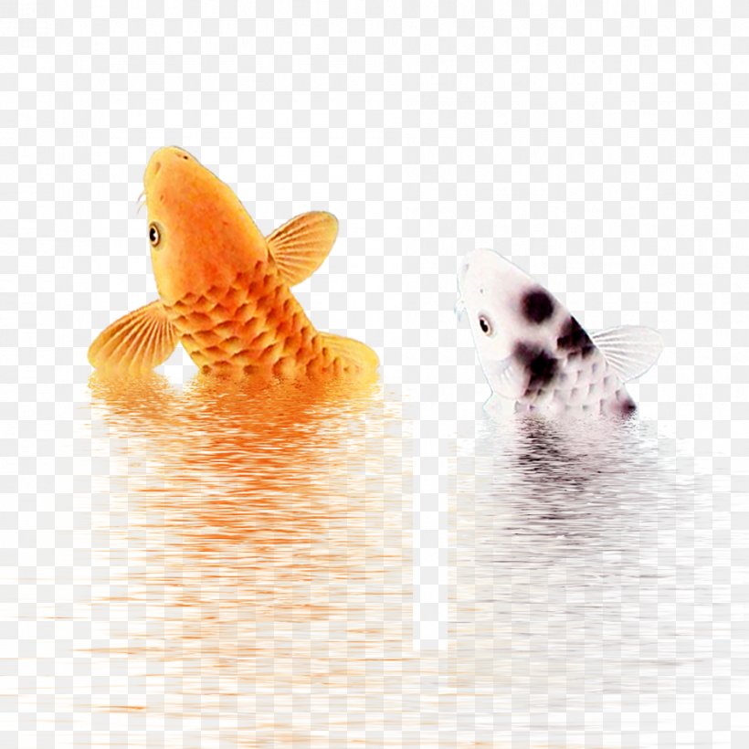 Koi Download Wallpaper, PNG, 945x945px, Koi, Designer, Fish, Orange Download Free