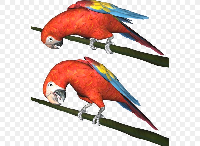 Macaw Parakeet Parrot Bird, PNG, 567x600px, Macaw, Beak, Bird, Budgerigar, Fauna Download Free