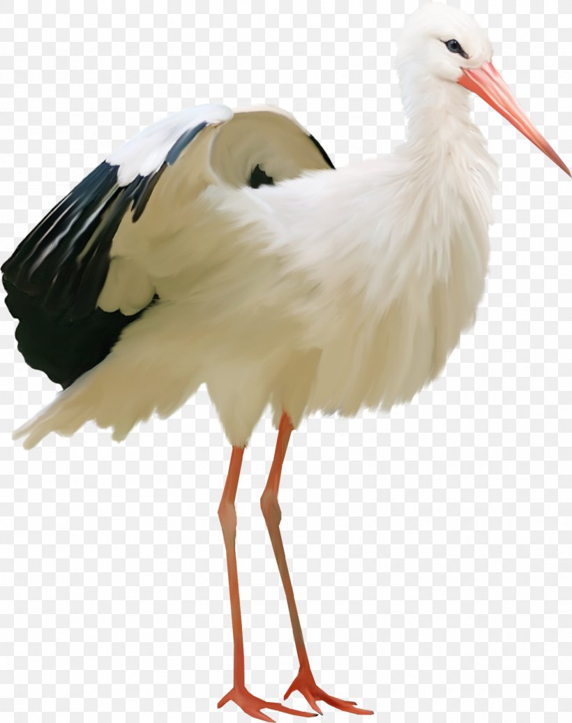 Bird, PNG, 1576x1992px, White Stork, Ardea, Beak, Bird, Bird Vocalization Download Free
