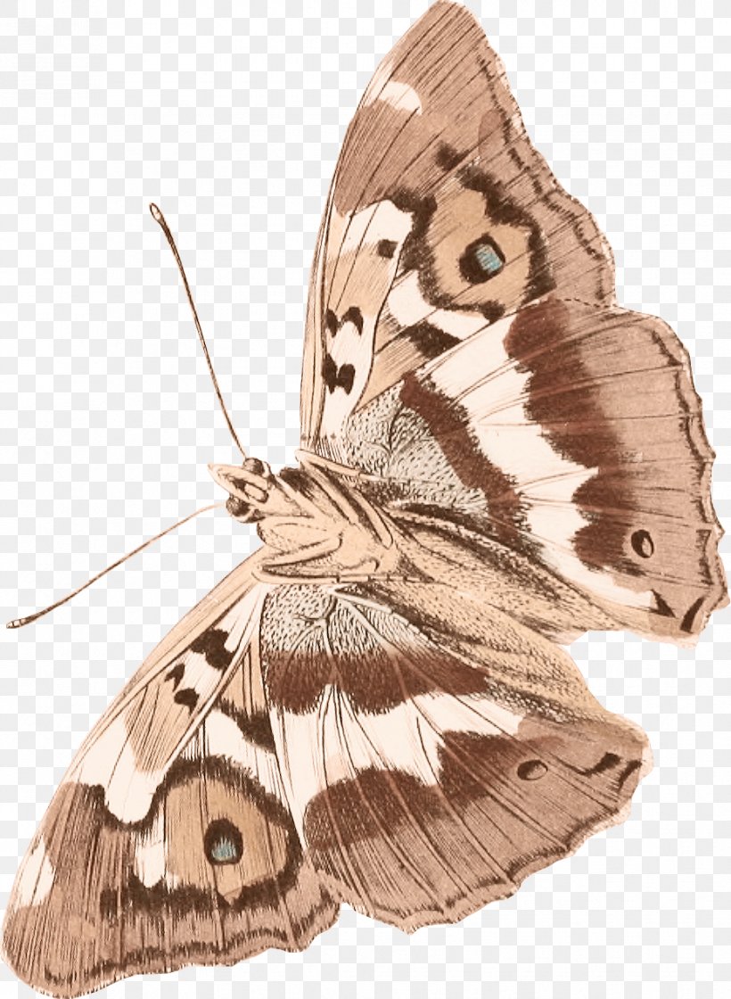Brush-footed Butterflies Luna Moth Butterfly Clip Art, PNG, 927x1267px, Brushfooted Butterflies, Art, Arthropod, Brushfooted Butterfly, Butterfly Download Free