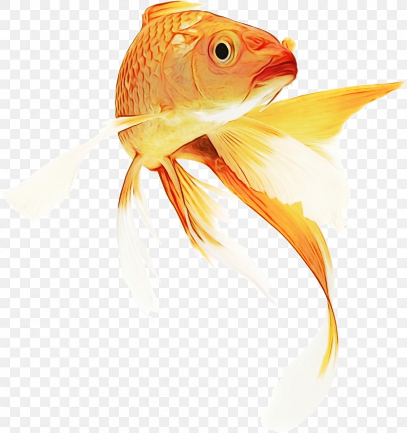 Fish Cartoon, PNG, 1135x1208px, Goldfish, Animal, Aquarium, Aquarium Fish, Bonyfish Download Free