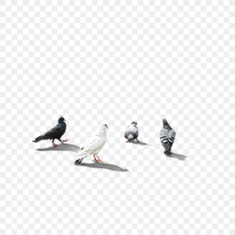 Rock Dove Columbidae Download PIGEON CORPORATION, PNG, 827x827px, Rock Dove, Beak, Bird, Columba, Columbidae Download Free