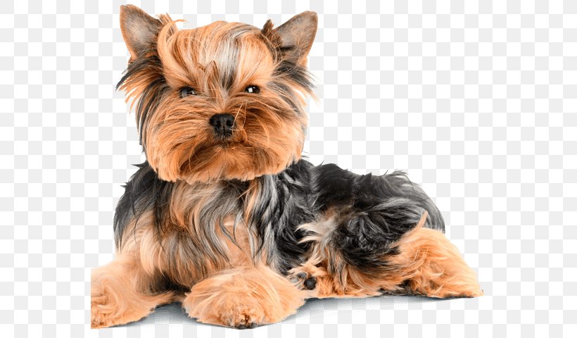 Yorkshire Terrier Puppy Pug French Bulldog Pet, PNG, 561x480px, Yorkshire Terrier, Animal, Biewer Terrier, Breed, Carnivoran Download Free