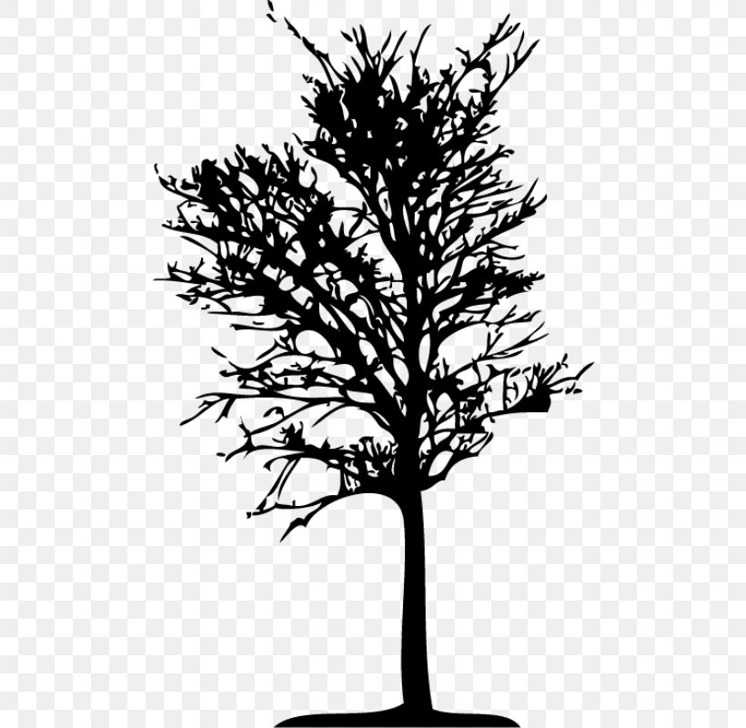 Family Tree Silhouette, PNG, 800x800px, Silhouette, American Larch, Black, Black And White, Blackandwhite Download Free