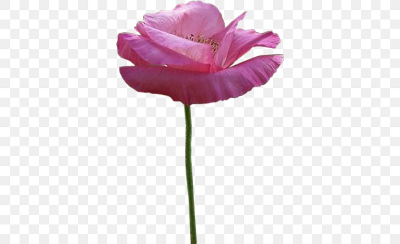 Flower Poppy Petal Clip Art, PNG, 346x500px, Flower, Advertising, Cut Flowers, Flowering Plant, Herbaceous Plant Download Free