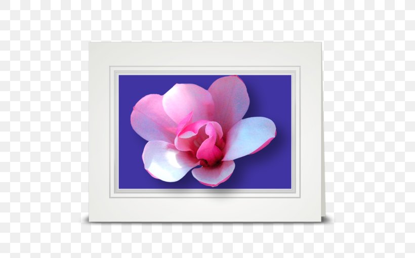 Flower Tulip Petal Violet Pink, PNG, 510x510px, Flower, Cottage, Flowering Plant, Heart, Holiday Download Free