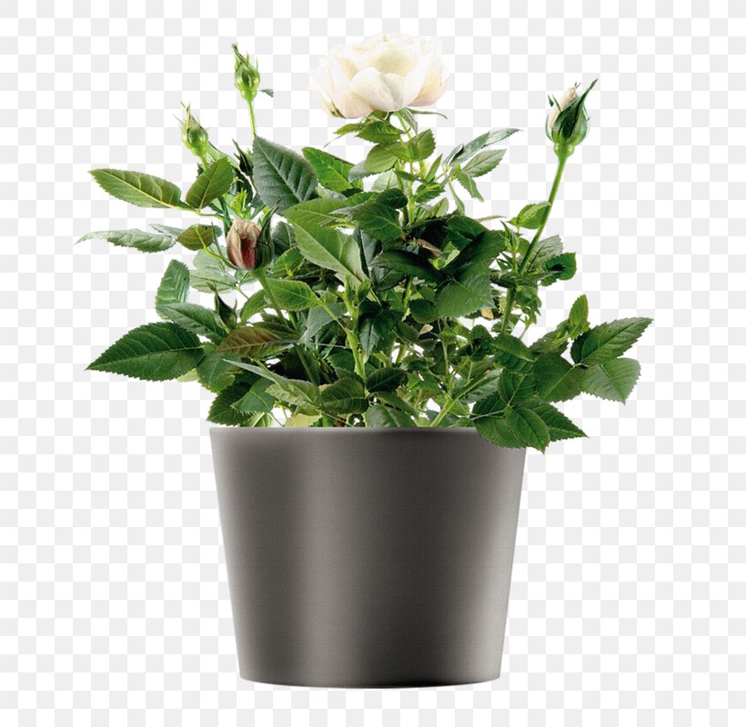 Flowerpot Watering Cans Glass Herb Garden, PNG, 673x800px, Flowerpot, Carafe, Ceramic, Crock, Cut Flowers Download Free