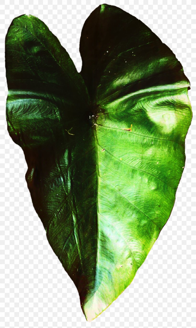 M / 0d Butterfly Leaf Plant Pathology, PNG, 945x1575px, M 0d, Anthurium, Arum Family, Butterfly, Cabbage Download Free
