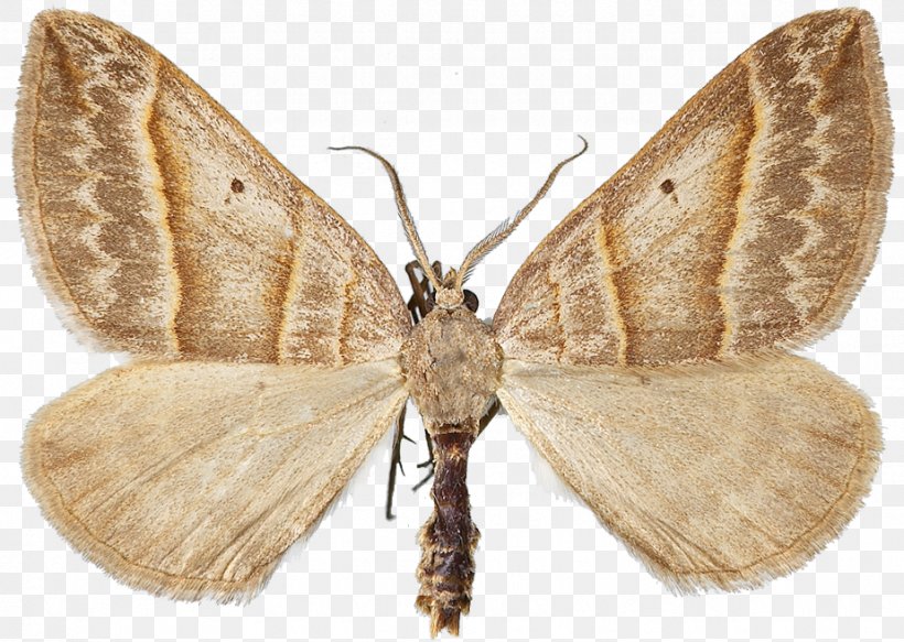 Silkworm Brown House Moth Brush-footed Butterflies Gossamer-winged Butterflies Butterfly, PNG, 924x657px, Silkworm, Arthropod, Bombycidae, Bombyx, Bombyx Mori Download Free