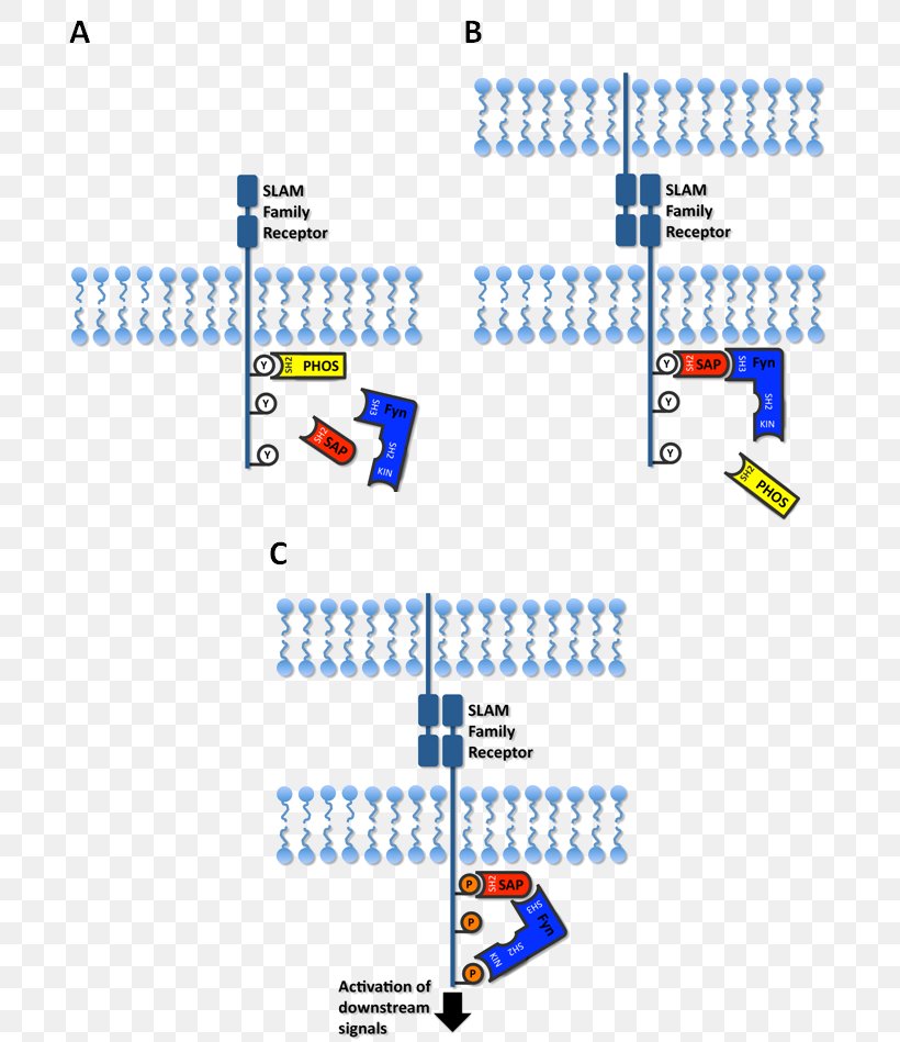 Line Point Technology, PNG, 697x949px, Point, Area, Diagram, Organization, Technology Download Free