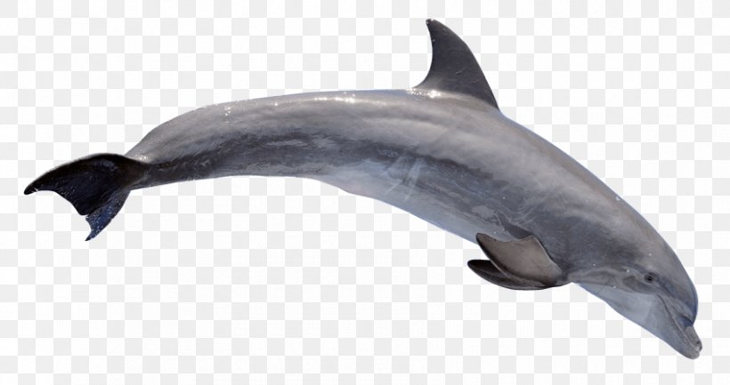 Common Bottlenose Dolphin Rough-toothed Dolphin Clip Art, PNG, 850x449px, Common Bottlenose Dolphin, Bottlenose Dolphin, Cetacea, Dolphin, Drawing Download Free