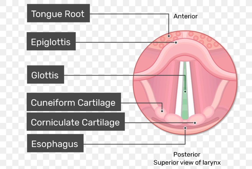 Glottis Larynx Vocal Folds Vestibular Fold Anatomy, PNG, 770x550px, Watercolor, Cartoon, Flower, Frame, Heart Download Free