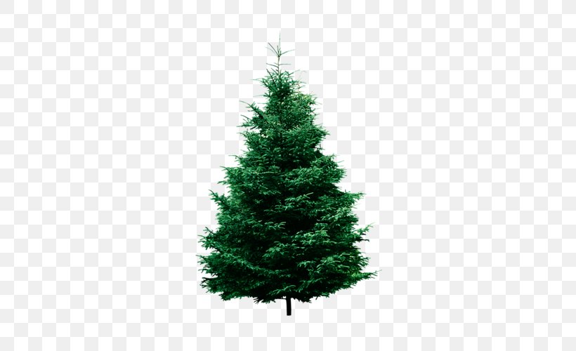 Pine Conifers Fir Tree Evergreen, PNG, 339x500px, Pine, Biome, Cedar, Christmas Decoration, Christmas Ornament Download Free