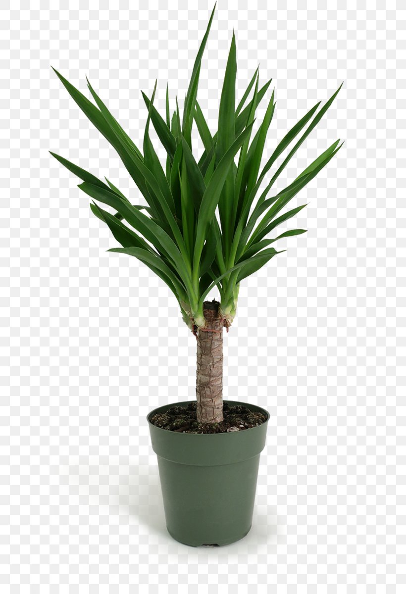 Cartoon Palm Tree, PNG, 690x1200px, Houseplant, Agave, Arecales, Coleus, Dumb Canes Download Free