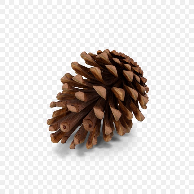 Fir Pine Conifer Cone, PNG, 1000x1000px, 3d Computer Graphics, Fir, Animation, California Foothill Pine, Christmas Tree Download Free