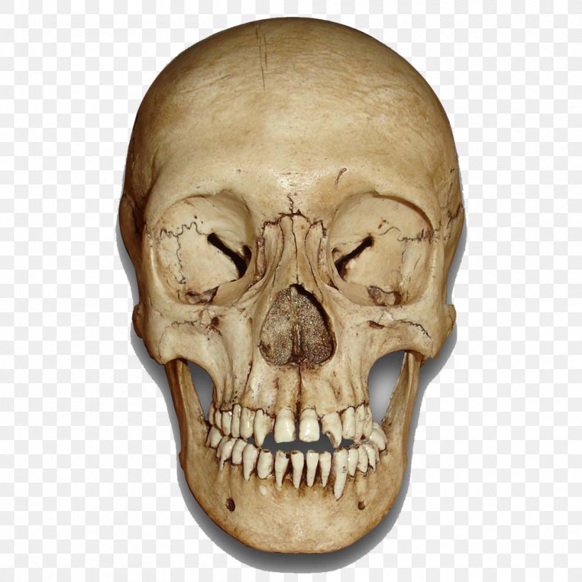 Skull Skeleton, PNG, 1000x1000px, Skull, Bone, Head, Human Head, Human Skeleton Download Free