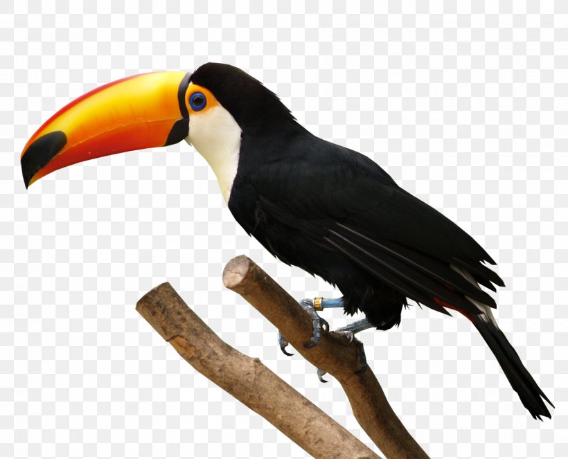Bird Toucan Download, PNG, 1800x1456px, Bird, Bald Eagle, Beak, Drawing, Fauna Download Free