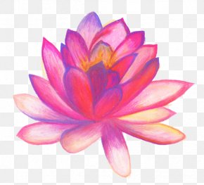 Drawing Sacred Lotus Flower Image Painting, PNG, 600x600px, Drawing ...