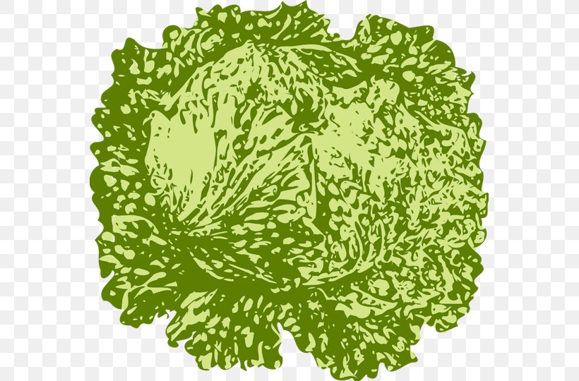Vegetable Salad Iceberg Lettuce, PNG, 565x540px, Vegetable, Cabbage, Drawing, Floral Design, Flower Download Free