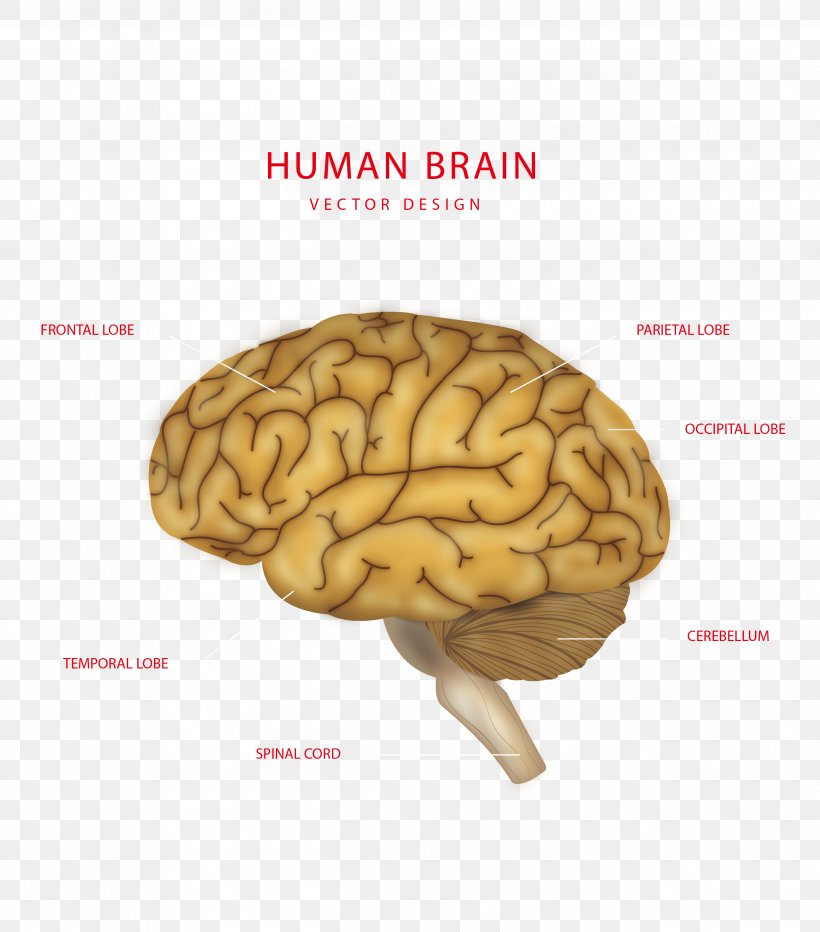 Brain Human Body Euclidean Vector Structure, PNG, 2598x2953px, Watercolor, Cartoon, Flower, Frame, Heart Download Free